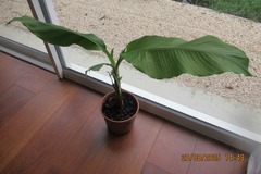 Vente: Bananier 