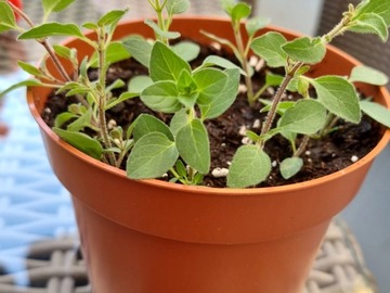 Vente: Origan
