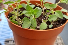 Vente: Origan