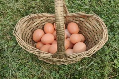 Selling with In-person Payment: Fresh, Brown, Organic, Pasture Raised Eggs