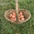 Selling with In-person Payment: Fresh, Brown, Organic, Pasture Raised Eggs