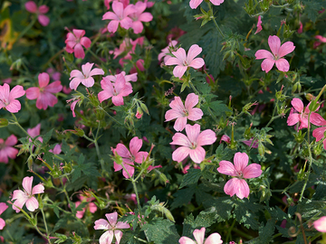 Vente: géraniums vivaces Endressii lot de 5 plants