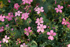 Vente: géraniums vivaces Endressii lot de 5 plants