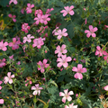 Vente: géraniums vivaces Endressii lot de 5 plants
