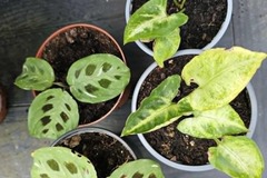 Vente: Marante et syngonium 2 boutures bien enracinées de chacun