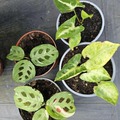 Vente: Marante et syngonium 2 boutures bien enracinées de chacun