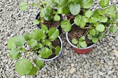 Vente: Plectrantus australis lot de 2 grosses plantes