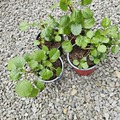Vente: Plectrantus australis lot de 2 grosses plantes