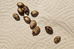 Vente: 10 graines de Ricin