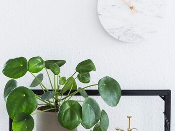 Vente: Pilea peperomioides 1 grand + 1 tout petit
