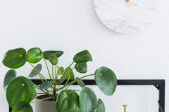 Vente: Pilea peperomioides 1 grand + 1 tout petit