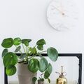 Vente: Pilea peperomioides 1 grand + 1 tout petit