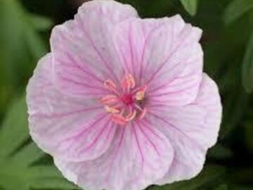 Vente: 5 plants de géranium vivace Sanguineum striatum (rose pâle)