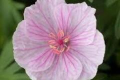Vente: 5 plants de géranium vivace Sanguineum striatum (rose pâle)