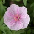 Vente: 5 plants de géranium vivace Sanguineum striatum (rose pâle)