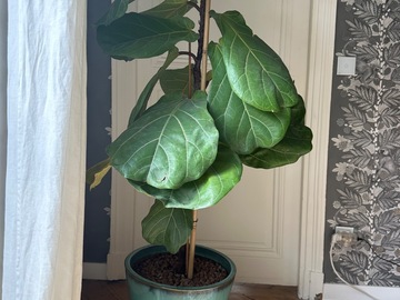 Sales: Ficus lyrata