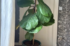 Vente: Ficus lyrata