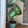 Vente: Ficus lyrata