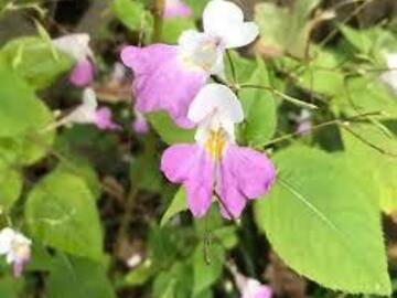 Sales: Graines de balsamines de balfour