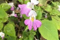 Vente: Graines de balsamines de balfour