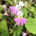 Vente: Graines de balsamines de balfour