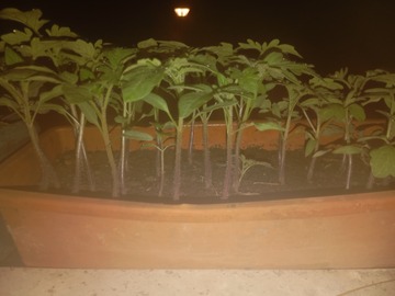 Vente: Jeune plant de tomate