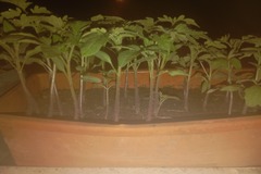 Vente: Jeune plant de tomate