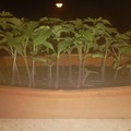 Vente: Jeune plant de tomate