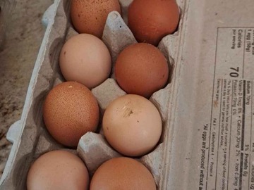 Selling with In-person Payment: Farm Eggs (Powder Springs Area)
