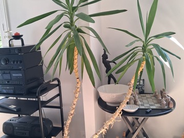 Vente: Yucca