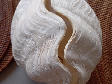 Selling: Coquillage Bénitier bivalve