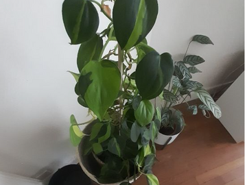Vente: lot de 5 belles grandes plantes 