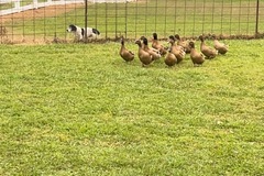 Selling with In-person Payment: Farm fresh duck eggs