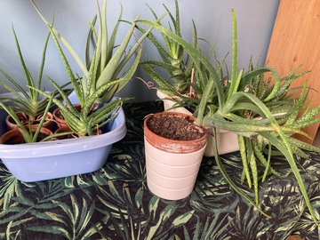 Don: Don Aloe Vera