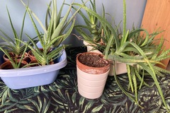 Don: Don Aloe Vera