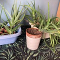 Don: Don Aloe Vera