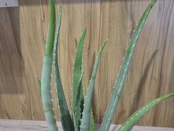 Vente: Aloe vera 