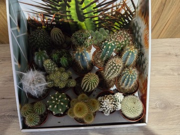Vente: Mini cactus au choix 