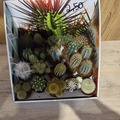 Vente: Mini cactus au choix 