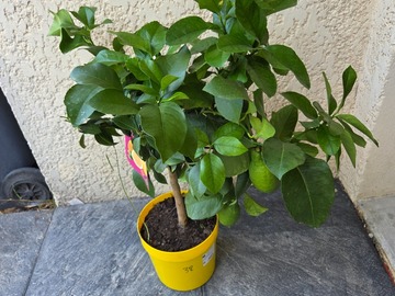 Vente: Citronnier 