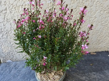 Vente: La gaura indhemeri 