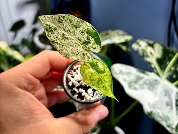 Vente: Alocasia macrorrhiza splash