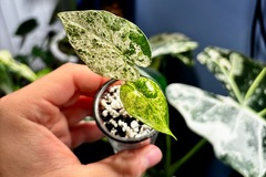 Vente: Alocasia macrorrhiza splash
