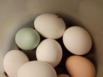 Selling with In-person Payment: Organic Free range chicken eggs