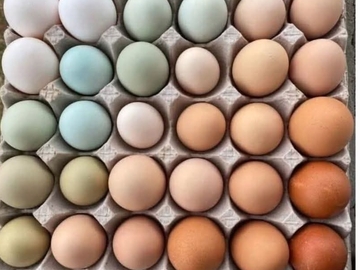 Selling with online payment: FRESH ORGANIC EGGS 