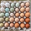 Selling with online payment: FRESH ORGANIC EGGS 