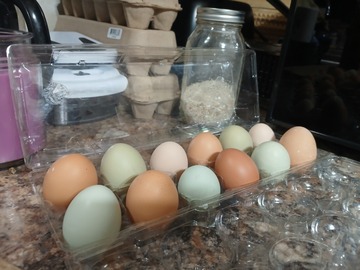 Selling with In-person Payment: FREE RANGE AND BEAUTIFUL ( stantonsburg NC)
