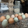 Selling with In-person Payment: FREE RANGE AND BEAUTIFUL ( stantonsburg NC)