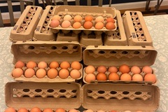 Selling with online payment: Farm Fresh Organic Eggs 