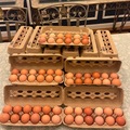 Selling with online payment: Farm Fresh Organic Eggs 